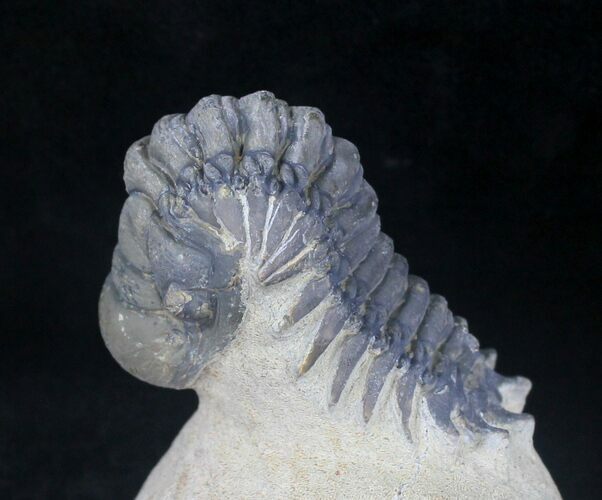 Arched Over Crotalocephalina Trilobite - Foum Zguid, Morocco #20654